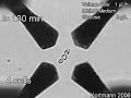 growth from a single cell time lapse