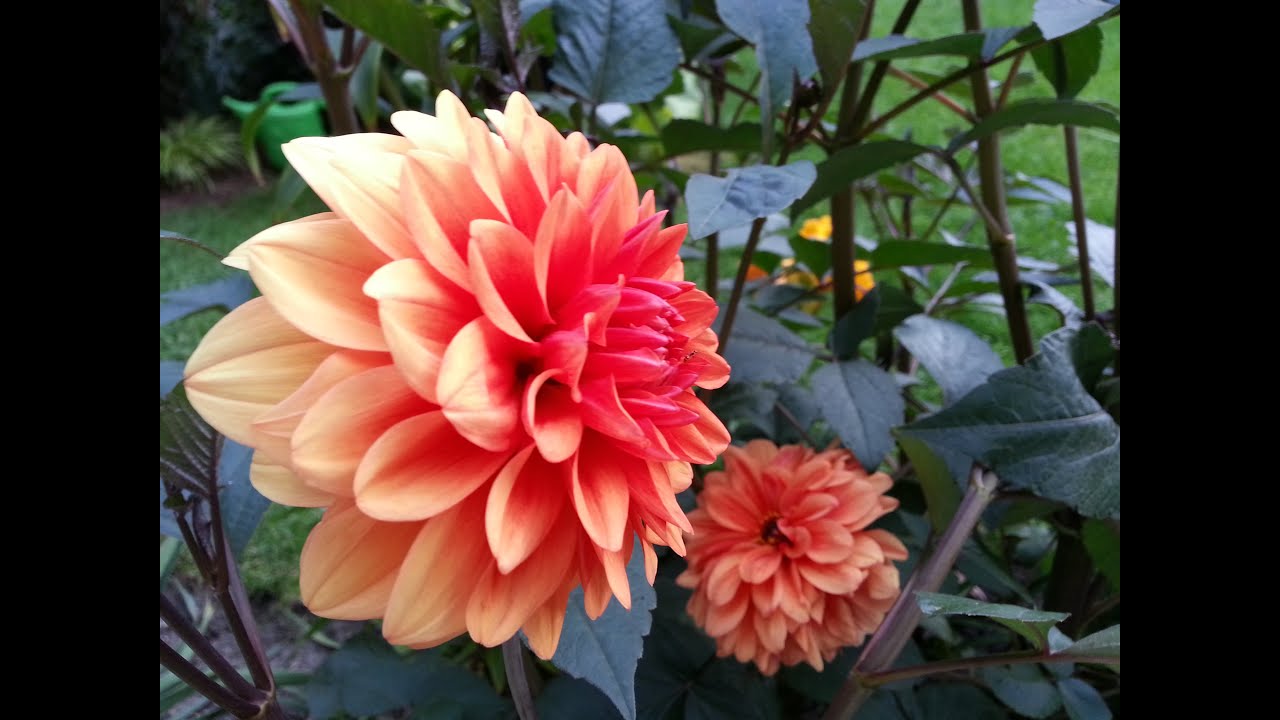 Growing Dahlias Youtube