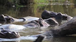 Kruger National Park Sightings - Sleeping Hippo's