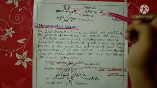 Larval forms of crustaceans || B.sc || Hindi