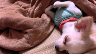 【人間みたいに 上を向いて寝むるチワワ】 Chihuahua sleep facing up like a human