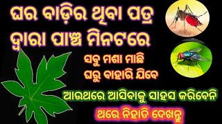 ମଶା ମାଛି ଘରକୁ ଆସିବାକୁ ସାହସ କରିବେନି 🤩ଘର ବାଡ଼ିରେ ଥିବା ପତ୍ରର କମାଲ 😍ଥରେ ନିହାତି ଦେଖନ୍ତୁ @mbj vlogger