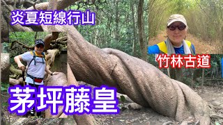 香港行山：2021 06 19 梅子林茅坪藤皇北港竹林古道，炎夏短線遊Hiking Mui Tsz Lam, Mau Ping, Pak Kong