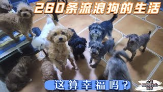 260条流浪狗的主人，用心给狗狗营造的幸福家园，你们觉得温馨吗？  Dog rescue in China 20211015