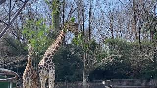 東山動物園　アミメキリンの食事風景(2021.3.11)