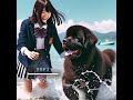 最も海が好きな犬トップ5！異論は認める💦　 dog cute aiimages funnyvideo 犬 犬動画 ランキング モテる人の特徴 モテ shotrs