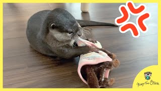 【自分の服を勝手に着られるとキレる】カワウソのビンゴとベル｜Otter Bingo\u0026Belle 「Don't wear that! It's mine」