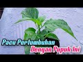 Pupuk Cabe Rawit Awal Pertumbuhan