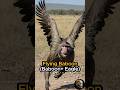 Chat is this real? Baboon and eagle hybrid #shorts #short #animals #eagles #monkey #hybrid