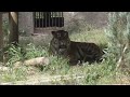 アムールトラ　アースくん　暑くても歩きます　【のんほいパーク】amur tiger earth kun toyohashi zoo