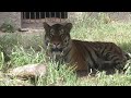 アムールトラ　アースくん　暑くても歩きます　【のんほいパーク】amur tiger earth kun toyohashi zoo