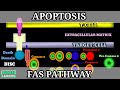 FAS Pathway Of Apoptosis | Extrinsic Pathway Of Apoptosis | Programmed Cell Death | Apoptosis |