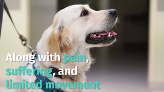 Stem Cell Therapy Success Stories Before and After | Golden Retriever Arthritis Symptoms Treatment