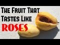 ROSE APPLE: This fruit tastes like ROSES (syzygium jambos) - Weird Fruit Explorer Ep. 251