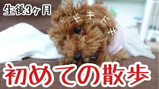 【子犬散歩デビュー】初めての散歩は無事に歩くのか⁈かわいい散歩動画【生後3ヶ月】