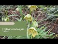 Plant Review: fritillaria meleagris 'Alba'