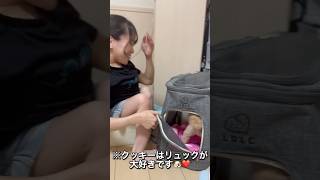 リュックが大好きな愛犬がやばすぎるwwwwwwww #犬 #愛犬 #shorts