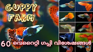 guppy fish / quality guppy breeding / guppy /  ഗപ്പികളെ വളർത്തുമ്പോൾ ശ്രദ്ധിക്കേണ്ട കാര്യങ്ങൾ