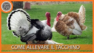 Come allevare il tacchino - Pillole di Avicoltura