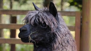 2022.10.7 15:12 釧路市動物園 アルパカ 新しい仲間 ルネくんがやってきた！