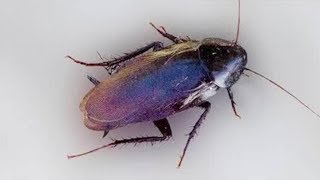 6 quick tips for Palmetto bug prevention
