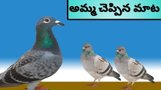 అమ్మ చెప్పిన మాట | amma cheppina maata | Telugu kathalu | Telugu stories | Telugu Moral stories