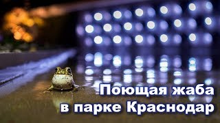 Поющая жаба в парке Краснодар