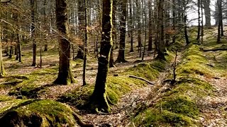 A Spring Stroll In The New Forest