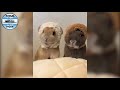 funny reaction of animals😍☺️ top all 😍☺️واکنش خنده دار حیوانات