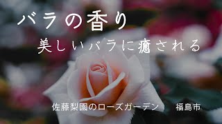 【薔薇の香り】佐藤梨園のローズガーデン 福島市