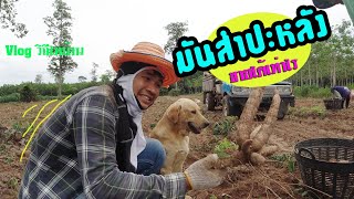 vlog ขุดมันสำปะหลัง 2 ไร่ ได้เงินเท่าไร | วิถีไทบ้าน