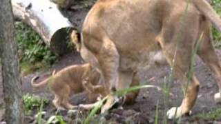 Löwenbabys im Zoo Zürich