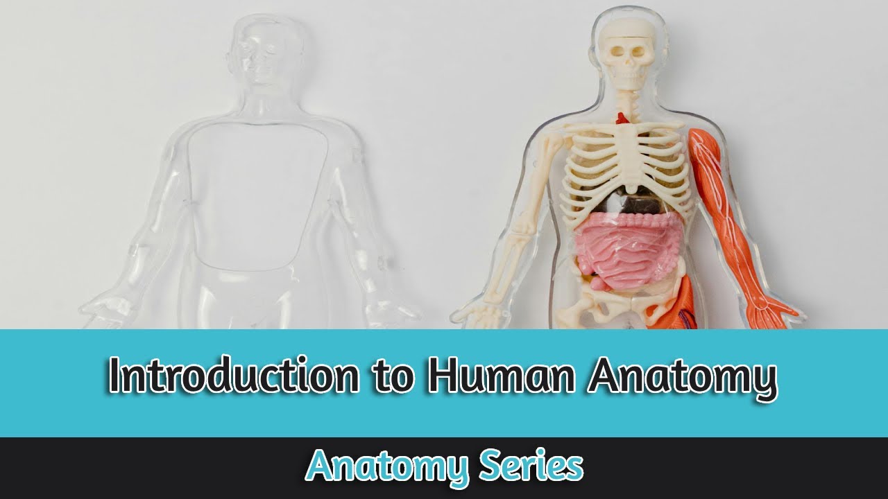 Exploring Human Anatomy Your Ultimate Video Series Guide Anatomy