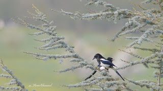 សកម្មភាព និងការរស់នៅរបស់សត្វស្លាប​នៅលើពិភពលោក