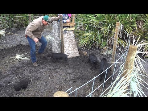 Building a Wild Hog Trap, Catching Wild Boar!!! Deer Meat For Dinner! Building a Wild Hog Trap, Catching Wild Boar!!! Deer Meat For Dinner!