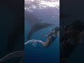 Free diving is more fun in the Philippines! SLAPPED BY A WHALESHARK 😂