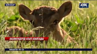 Ақбөкендерді атып азайтатын болды