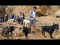 Powerful Dogs Walk along the seashore Part 2🦮🐕🐶