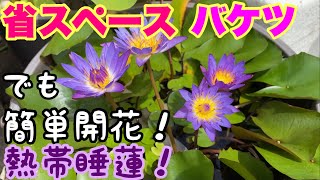 メダカと相性抜群！100均バケツや省スペースで沢山の花、匂いを楽しむ熱帯睡蓮の魅力！メダカ睡蓮ビオトープ