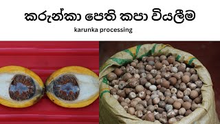 karunka processing (කරුන්කා පෙති කපා වියලීම )