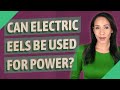 Can electric eels be used for power?