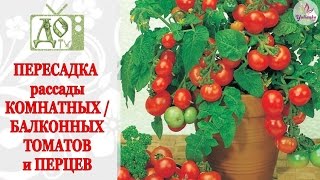 ПЕРЕСАДКА / ПИКИРОВКА сладких МИНИ-ПЕРЦЕВ и ТОМАТОВ для выращивания НА ПОДОКОННИКЕ