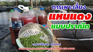 การเพาะเลี้ยงแหนแดงแบบปราณีต ฟาร์มแหนแดงชาววังจังหวัดสระแก้ว 0815164636​