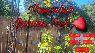 novermber garden tour🍓 #growyourownfood #garden #backyardgardening #gardening #greenhouse