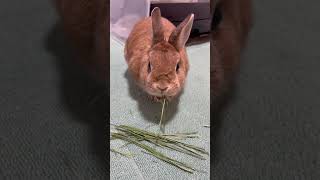 高級牧草をはふむしゃっと食べるうさぎのあいるさん #うさぎ #ネザーランドドワーフ #bunny #animal #rabbit #asmr