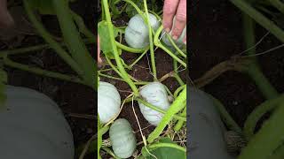 Winter Squash leaf mildew and are they ripe?