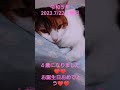 音楽あり、４歳になりました♥️♥️令和５年2023.7 22土曜日 あんずdiary推定４歳 三毛猫 飼い猫 ４歳になりました