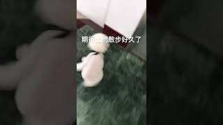 散步時間❤️Walking time - 比熊犬球球BichonBo’ru