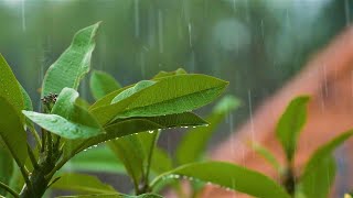 2 Hour Meditation and Healing Music  (Song of the Rain)