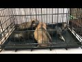 四国犬　仔犬たち